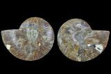 Agate Replaced Ammonite Fossil - Madagascar #168997-1